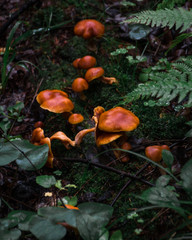 Mushrooms in the forest. Forest after rain. Nature. Natural still life. Mushrooms. Flora. Background. Abstraction.