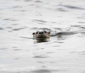 Obraz premium River otter in the wild