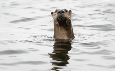 Obraz premium River otter in the wild