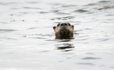 River otter in the wild