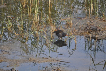 The beautiful bird Common moorhen (Gallinula chloropus) in the natural environment