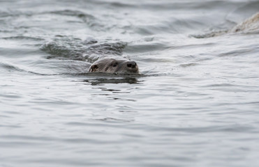Fototapeta premium River otter in the wild