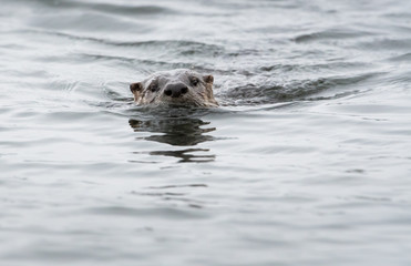 River otter in the wild