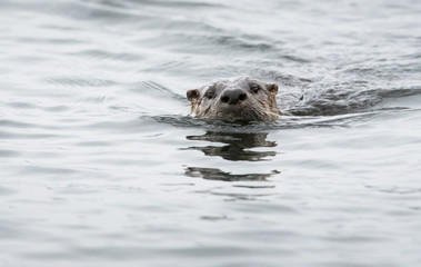 River otter in the wild