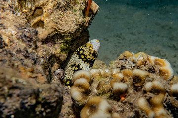 Moray eel Mooray lycodontis undulatus in the Red Sea, eilat israel
