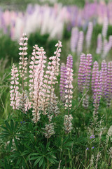 Fototapeta premium Field of pink and purple Blooming Lupins at Sunset in Summer