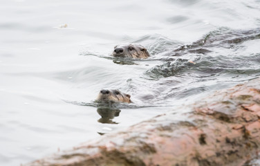 River otter in the wild