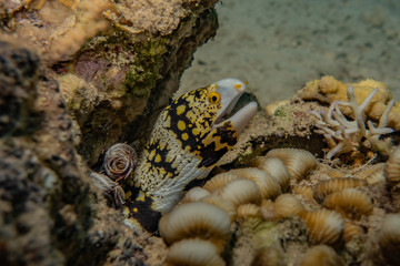 Moray eel Mooray lycodontis undulatus in the Red Sea, eilat israel