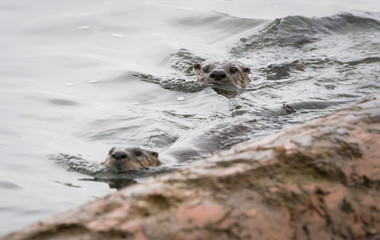 River otter in the wild