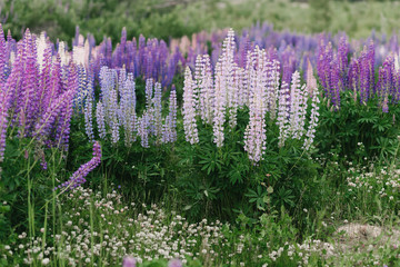 Obraz premium Field of pink, blue and purple Blooming Lupins at Sunset in Summer, horizontal