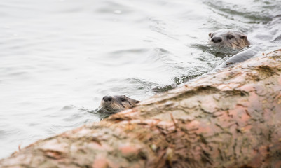 River otter in the wild