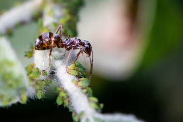 A single brown ant over a group of green aphids (greenflies) - macro shot, close-up