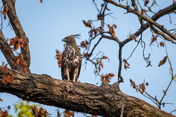 changeable or crested hawk eagle (nisaetus cirrhatus) perched on sky background on a mahua tree at bandhavgarh national park, madhya pradesh, india