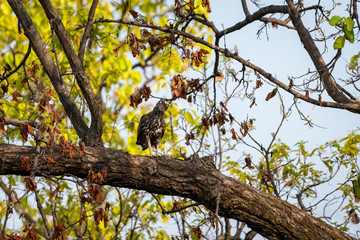changeable or crested hawk eagle (nisaetus cirrhatus) perched on sky background on a mahua tree at bandhavgarh national park, madhya pradesh, india