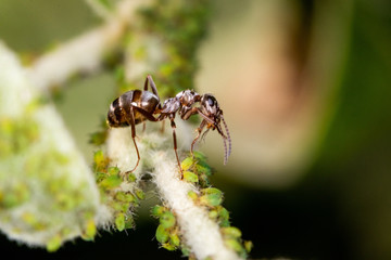 A single brown ant over a group of green aphids (greenflies) - macro shot, close-up