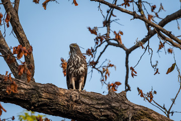 changeable or crested hawk eagle (nisaetus cirrhatus) perched on sky background on a mahua tree at bandhavgarh national park, madhya pradesh, india