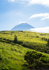 Fototapeta na wymiar Pico Vulcano with green meadows against blue sky, Pico Island, Azores Islands, Portugal