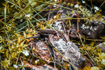 Lizards sunbathe in the sun. Lizard. Forest. Stone. Nature. forest of Russia. Reptiles. Summer days. Background.