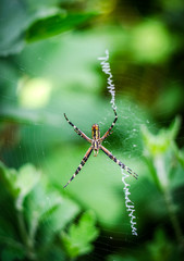 yellow-black spider argiope
