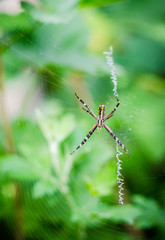 yellow-black spider argiope