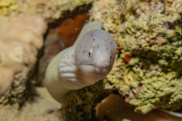 Moray eel Mooray lycodontis undulatus in the Red Sea, eilat israel