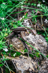 Lizards sunbathe in the sun. Lizard. Forest. Stone. Nature. forest of Russia. Reptiles. Summer days. Background.