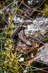 Lizards sunbathe in the sun. Lizard. Forest. Stone. Nature. forest of Russia. Reptiles. Summer days. Background.