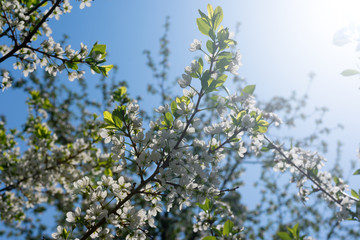 Bloooming white sacura flowers on branch, cherry tree blossoming on sunbeams and bright blue sky