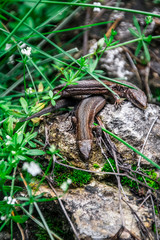 Lizards sunbathe in the sun. Lizard. Forest. Stone. Nature. forest of Russia. Reptiles. Summer days. Background.