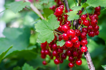 red currants on a bush