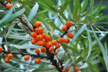 Branch of sea buckthorn with ripe berries