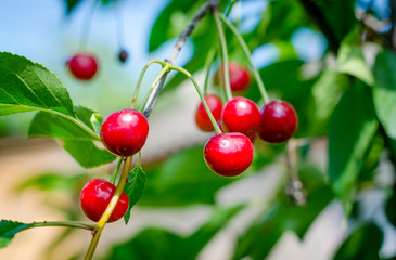 ripe cherries on a tree