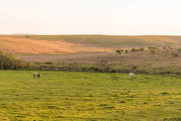 Obraz premium Two horses grazing at Winter's Dawn 01.jpg
