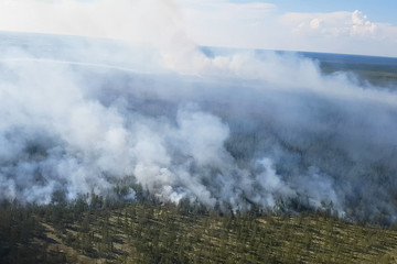 Fires in Russian forest, Transbaikal forest in fire, burning of