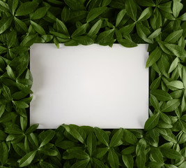 Creative layout made of flowers and leaves with paper card note. Flat lay. Nature concept