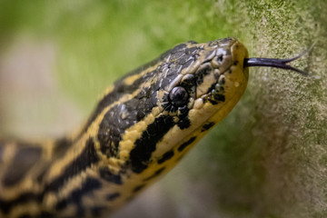 Head of black and yellow snake with forked tongue