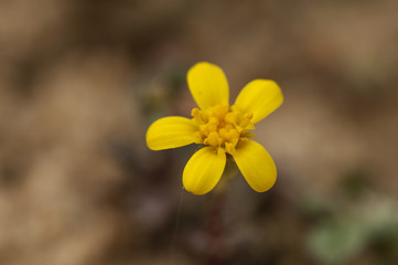 Senecio species growing on the beach sand with striking yellow flowers