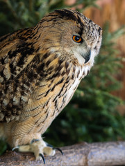 Owl with funny owl eyes on the tree