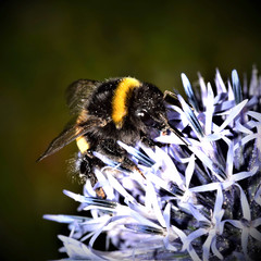 Hummel, Bombus, Insekt, Blume, Blüte, Natur, Makro