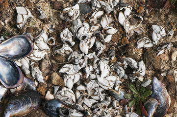 Barnacles, scales, mussels and other sea molluscs alive or eaten by birds are easy to see along the coast of Portugal