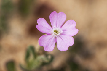 Silene littorea tiny plant of beautiful pink or purple flowers that grows on the sand of the beach