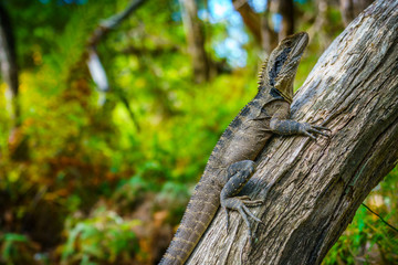 Eastern Water Dragon in the blue mountains, australia