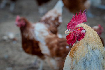 portrait of a rooster