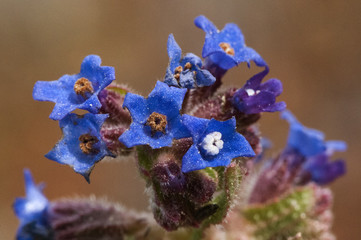 Anchusa calcarea plant with flowers of an intense dark blue color