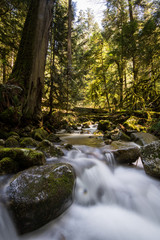 Obraz premium Temperate rainforest in British Columbia