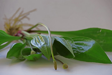 Obraz premium Edged weed ; Plantago lanceolata