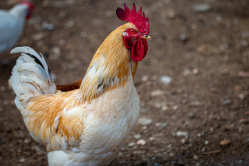 portrait of a rooster