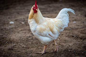 portrait of a rooster