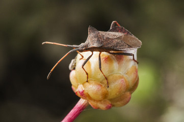 Coreus marginatus large bed bug perched on Armeria