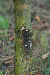 disease on the trunk of an apple tree